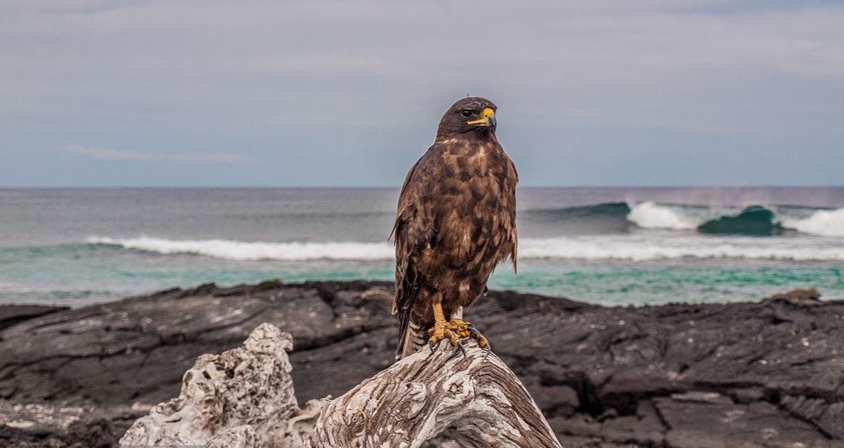加拉帕戈斯鹰