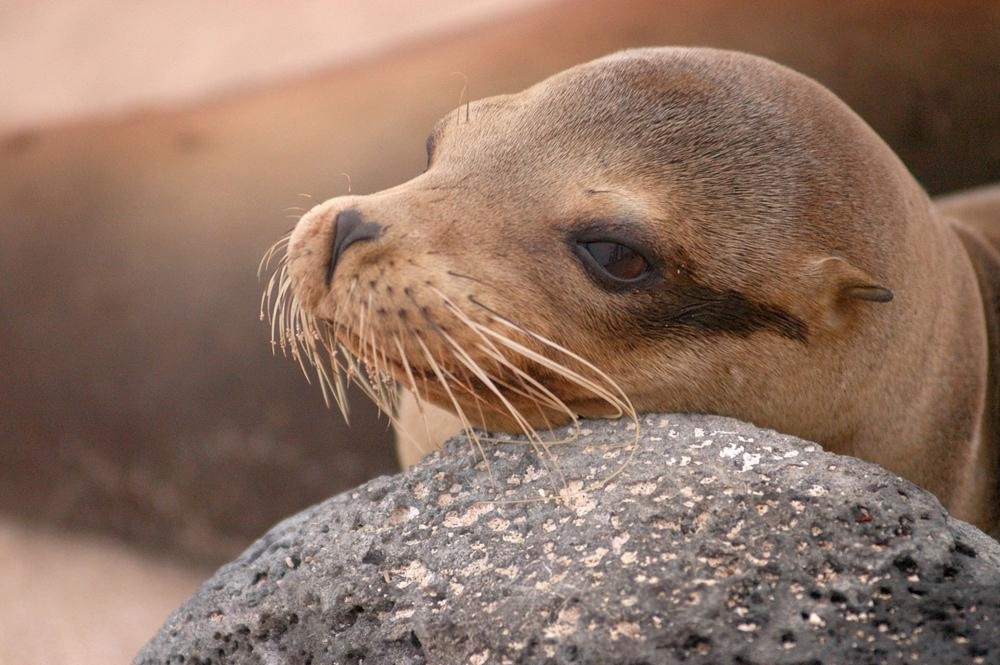 加拉帕戈斯海狮