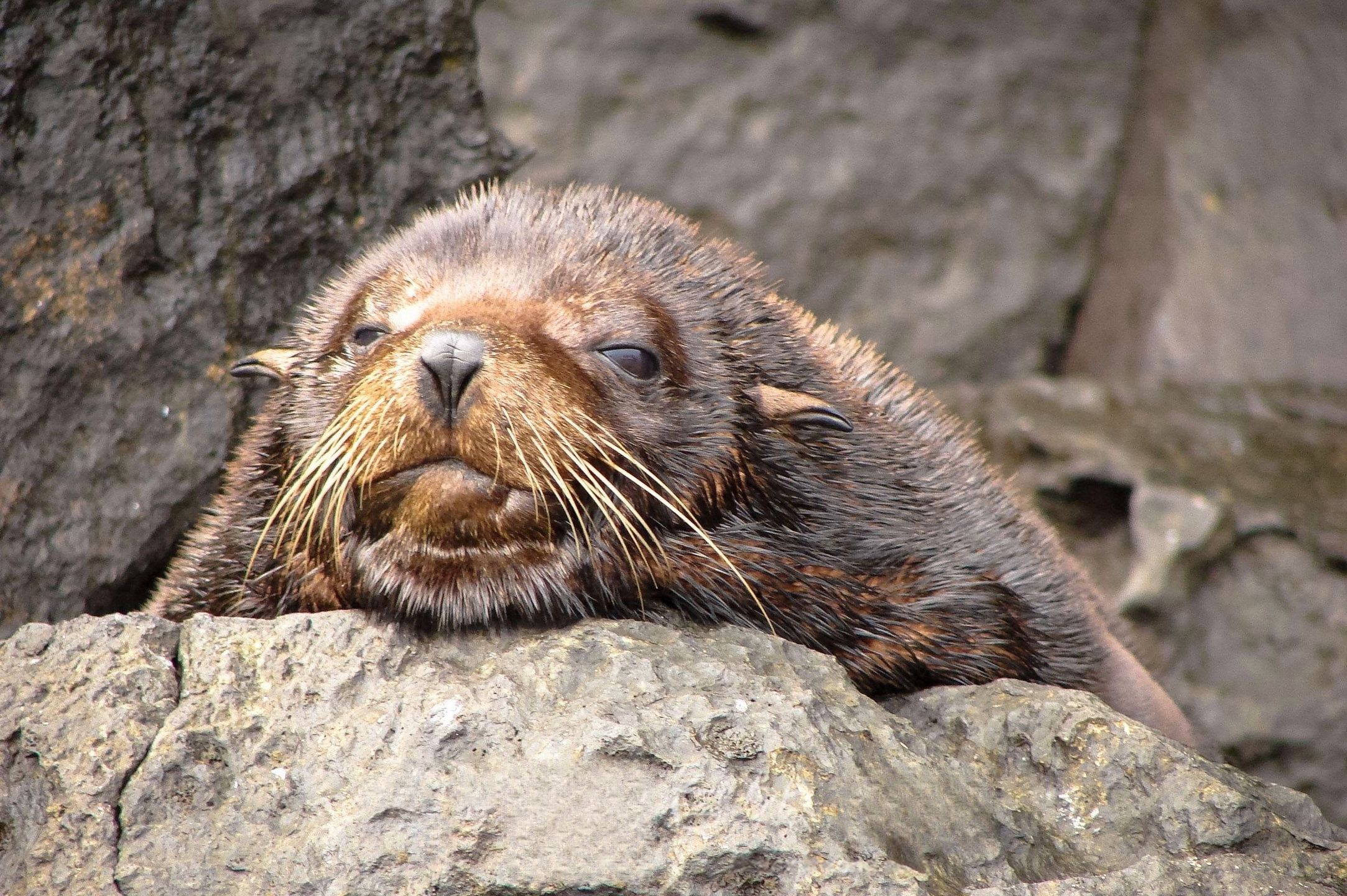 加拉帕戈斯海狗